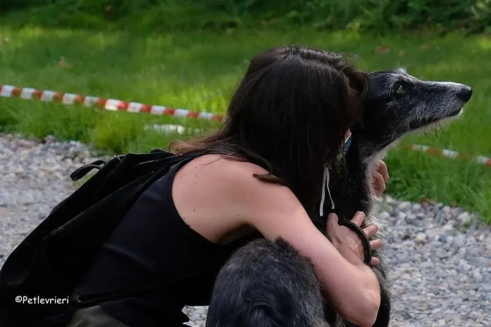 Black Galgo Adozione Pet Levrieri Adption day 9