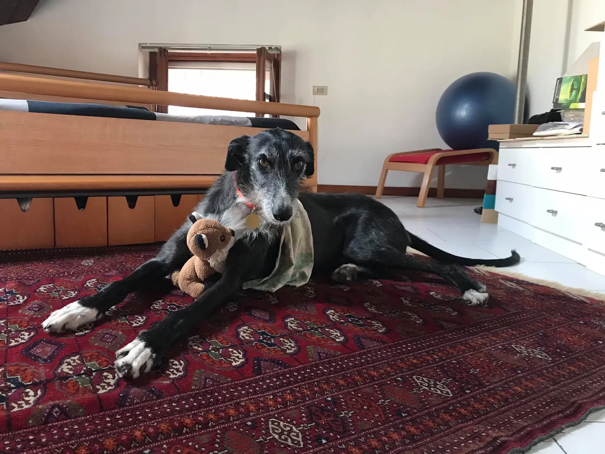 Black Galgo Adozione Pet Levrieri Foster Home1