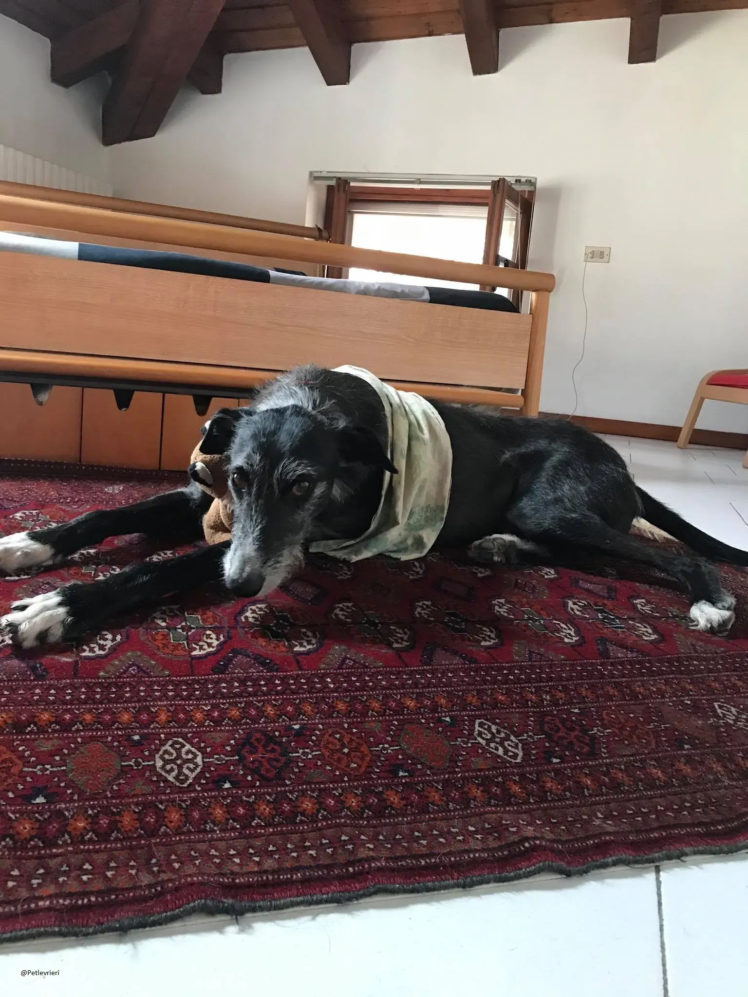 Black Galgo Adozione Pet Levrieri Foster Home2