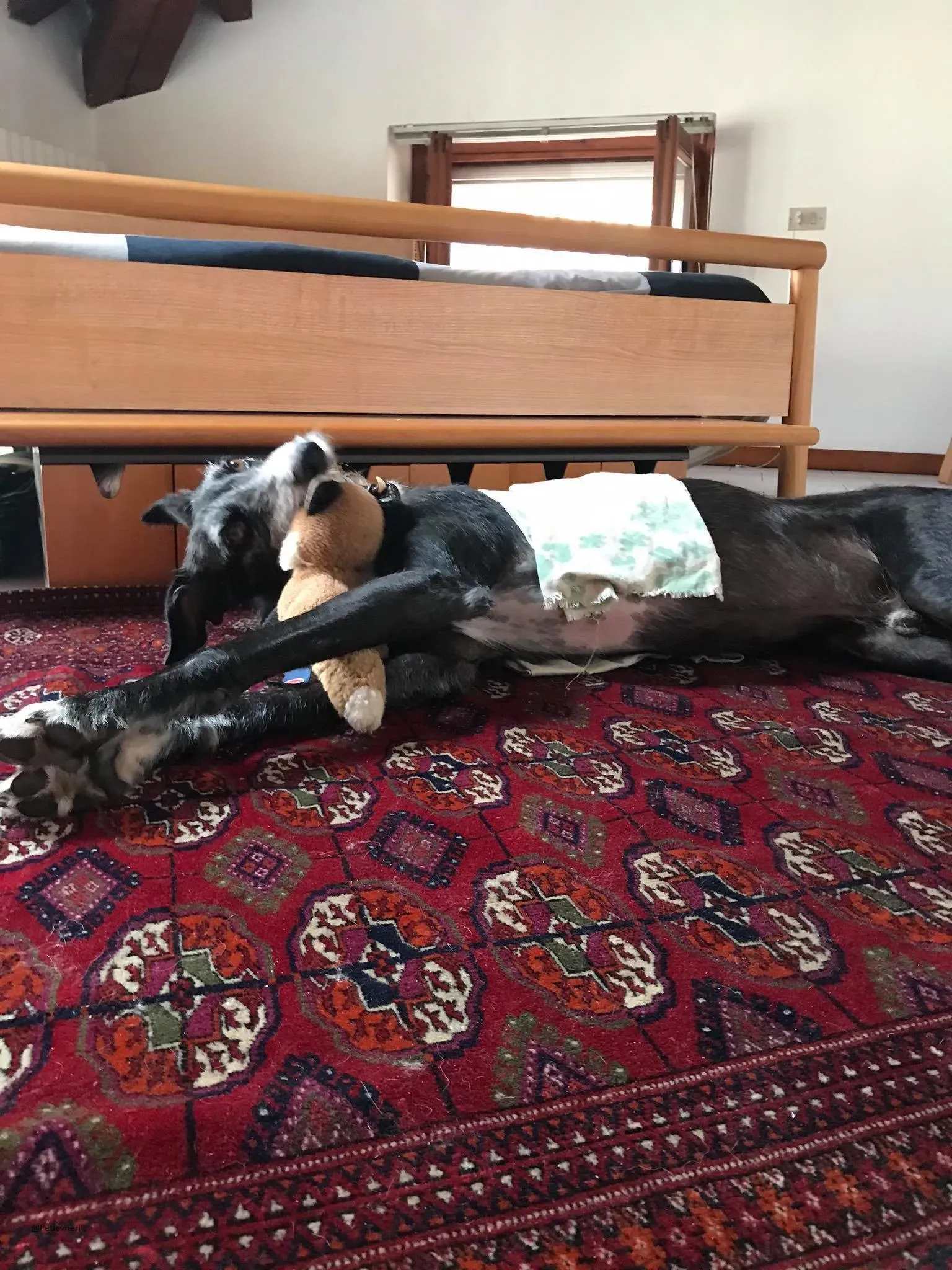 Black Galgo Adozione Pet Levrieri Foster Home3
