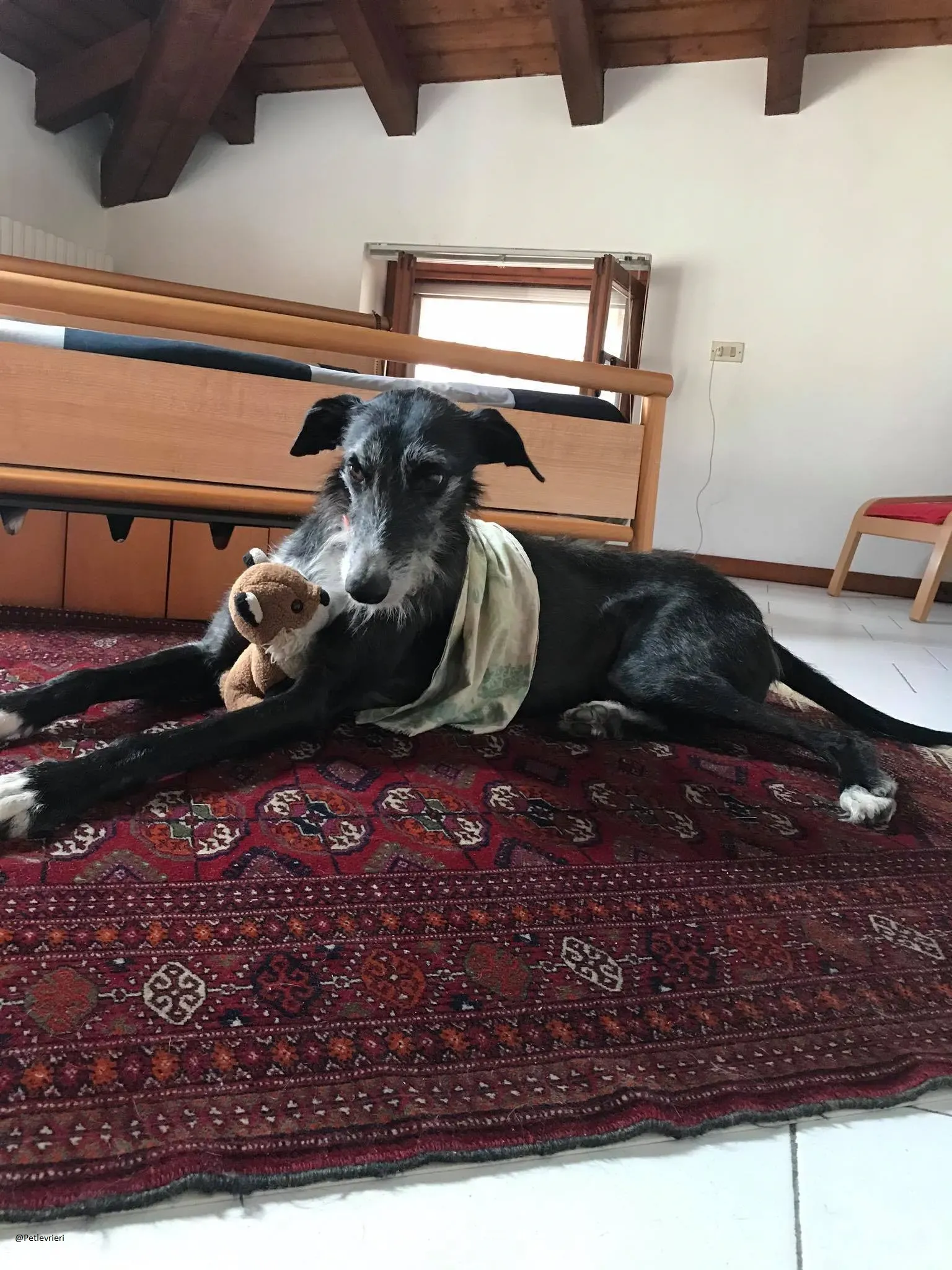 Black Galgo Adozione Pet Levrieri Foster Home4