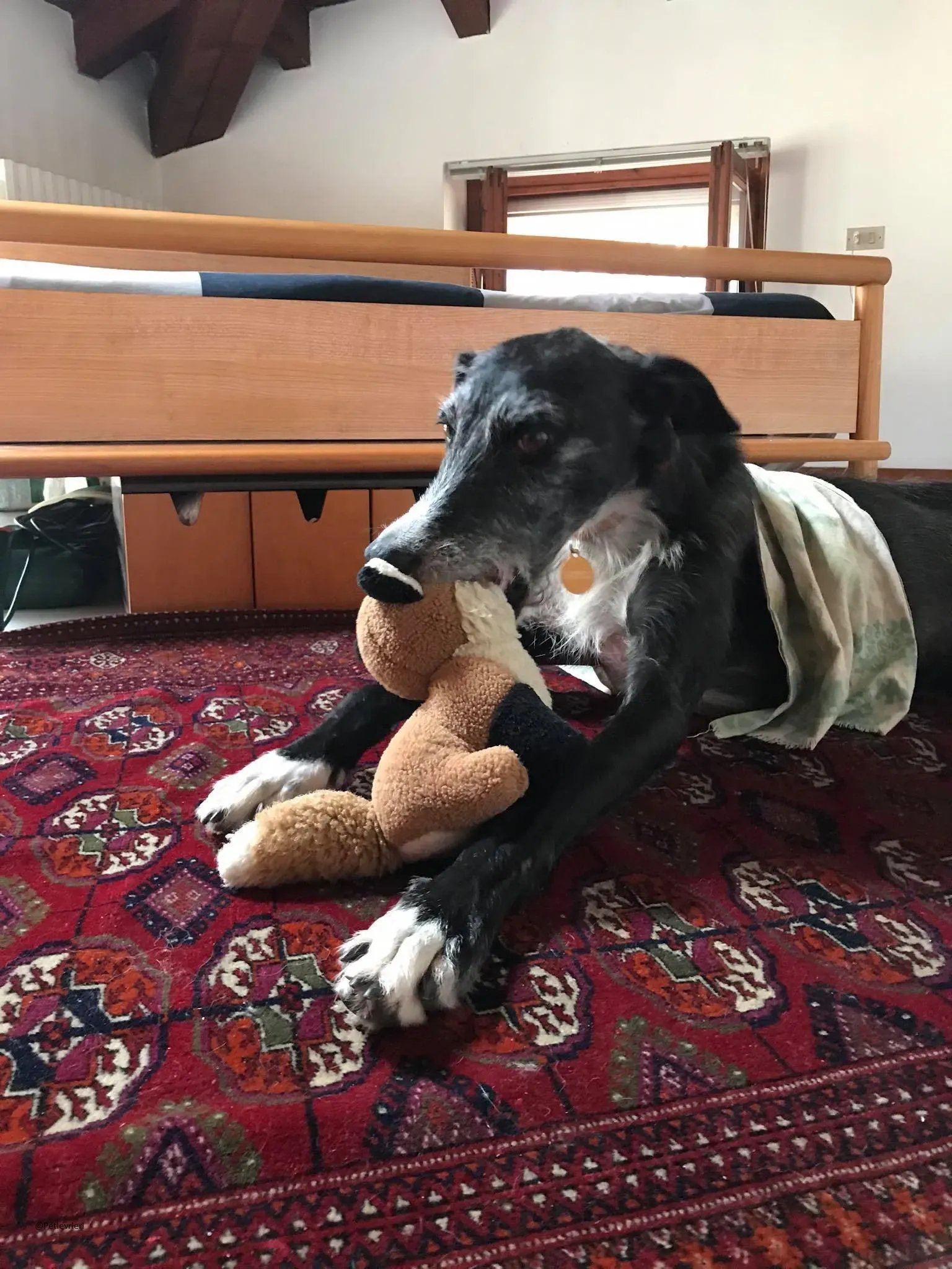 Black Galgo Adozione Pet Levrieri Foster Home5