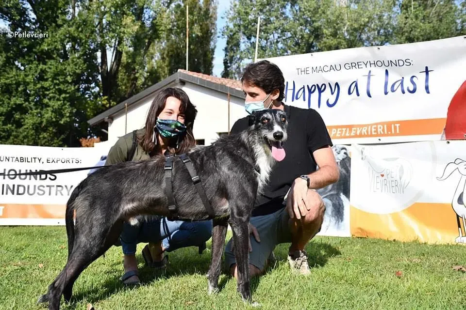 Black Glago Deerhound Adoption Day Levrieri Adozione 1