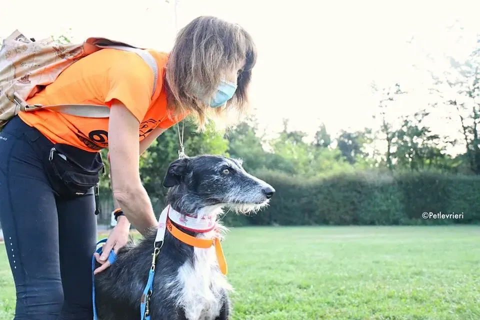 Black Glago Deerhound Adoption Day Levrieri Adozione 10
