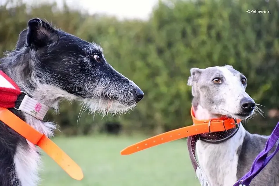 Black Glago Deerhound Adoption Day Levrieri Adozione 12
