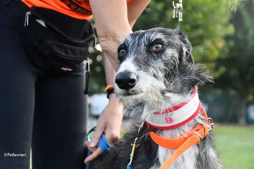 Black Glago Deerhound Adoption Day Levrieri Adozione 13