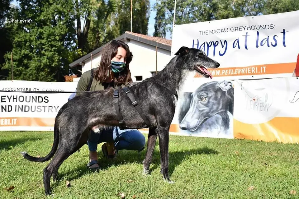 Black Glago Deerhound Adoption Day Levrieri Adozione 15