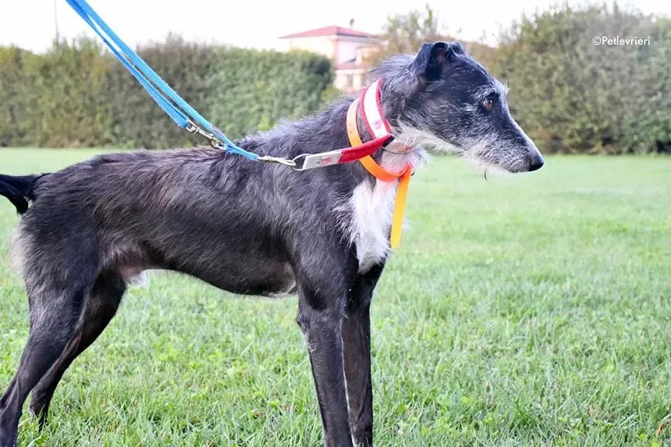 Black Glago Deerhound Adoption Day Levrieri Adozione 16