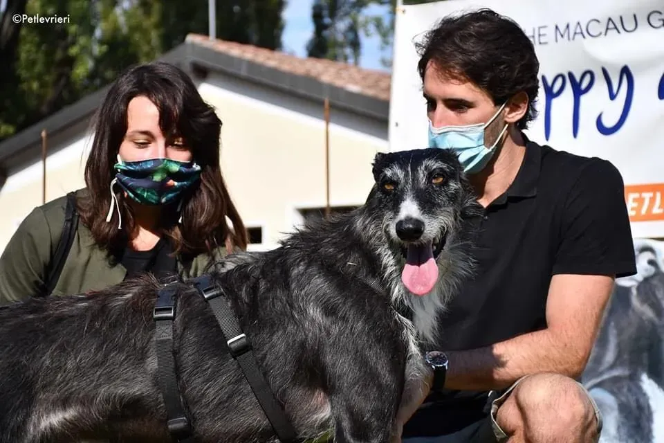 Black Glago Deerhound Adoption Day Levrieri Adozione 17