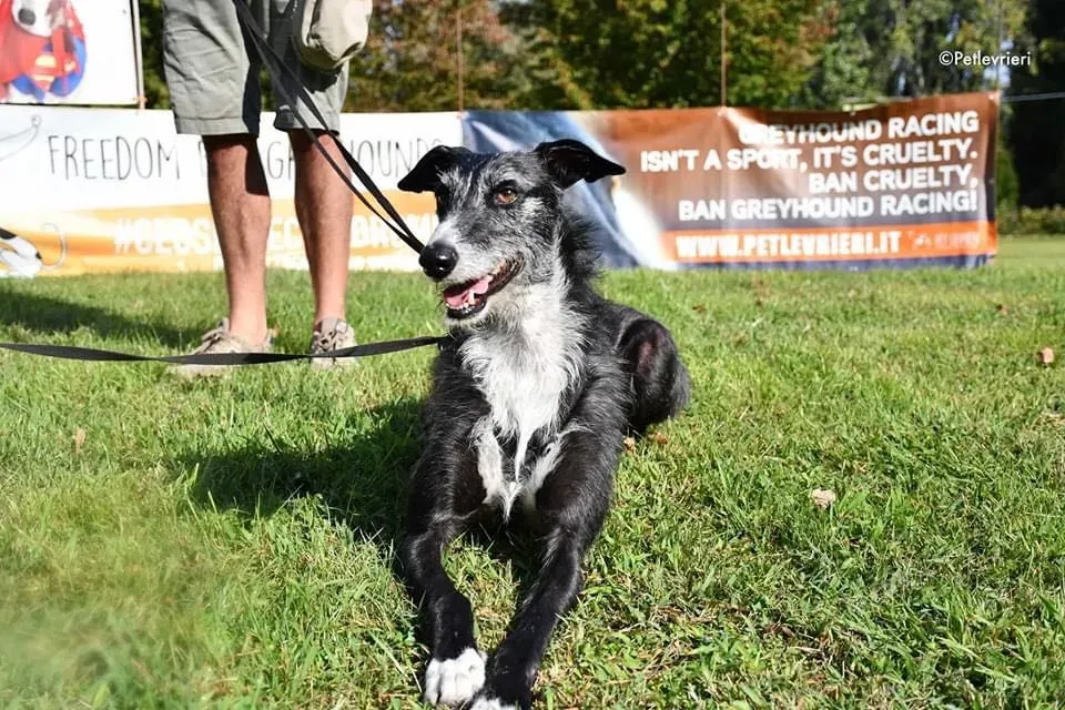 Black Glago Deerhound Adoption Day Levrieri Adozione 18