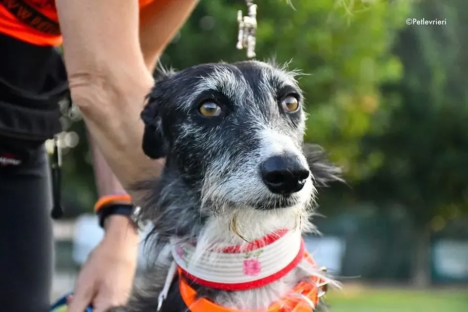 Black Glago Deerhound Adoption Day Levrieri Adozione 19