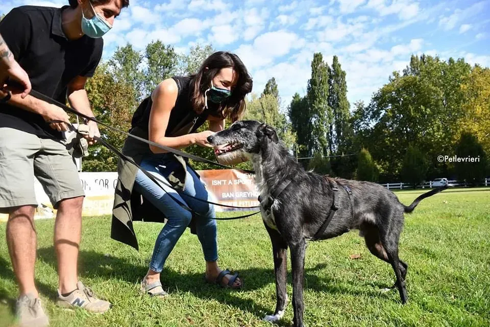 Black Glago Deerhound Adoption Day Levrieri Adozione 2