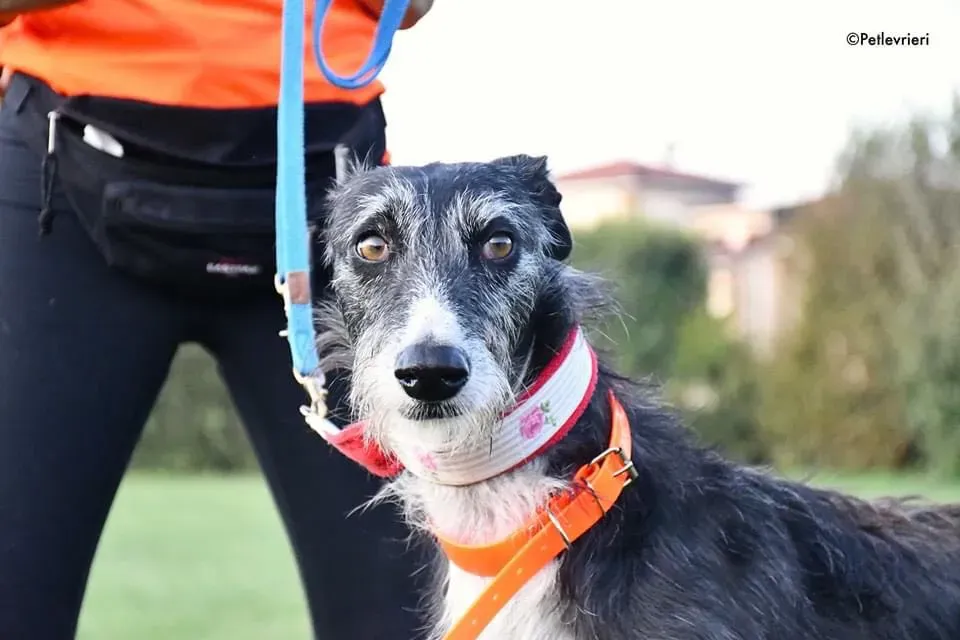 Black Glago Deerhound Adoption Day Levrieri Adozione 20