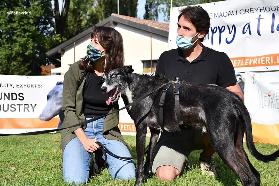 Black Glago Deerhound Adoption Day Levrieri Adozione 3