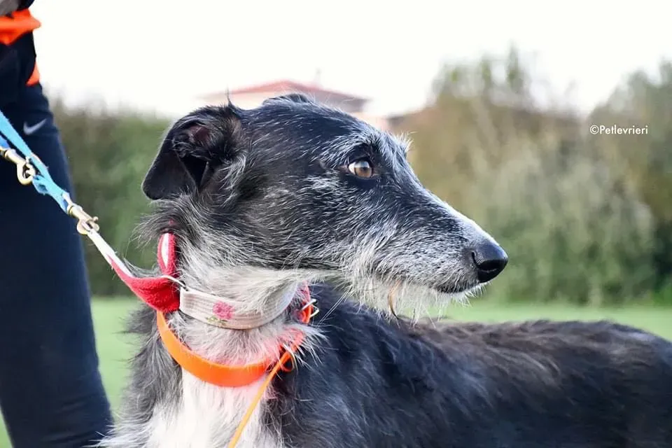 Black Glago Deerhound Adoption Day Levrieri Adozione 4