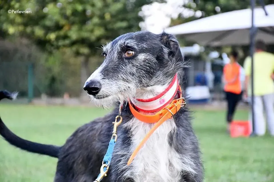 Black Glago Deerhound Adoption Day Levrieri Adozione 5