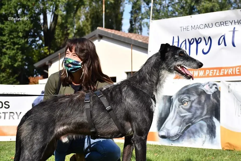 Black Glago Deerhound Adoption Day Levrieri Adozione 6
