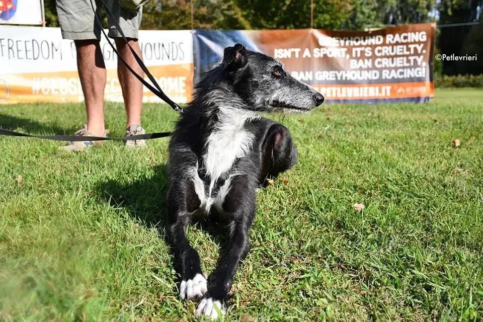Black Glago Deerhound Adoption Day Levrieri Adozione 7