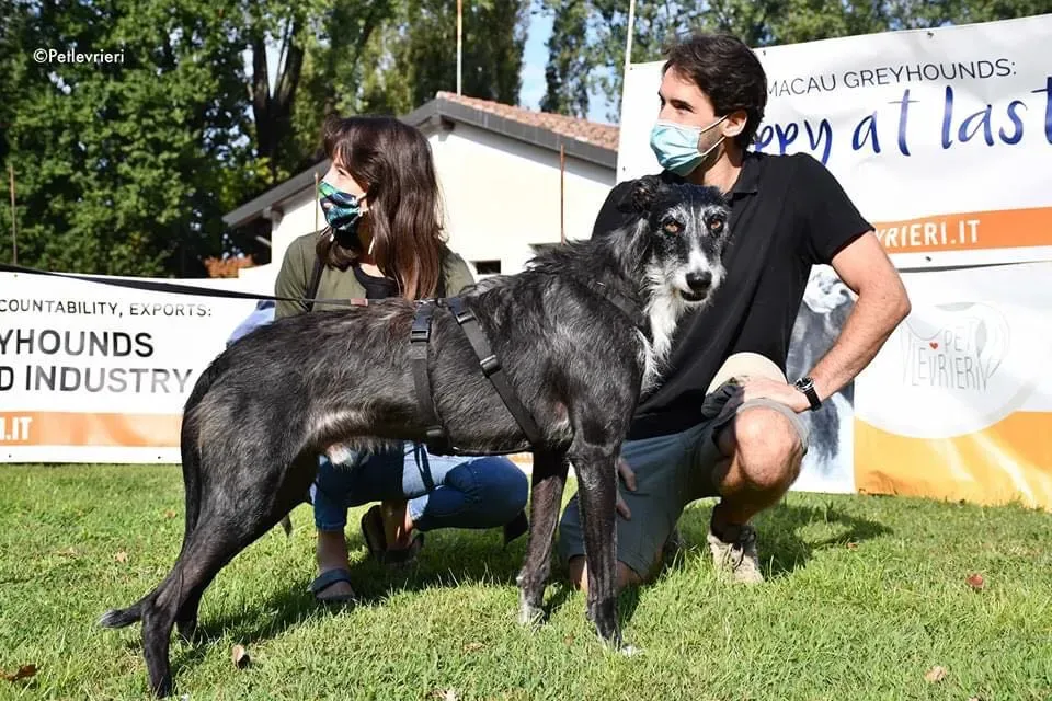 Black Glago Deerhound Adoption Day Levrieri Adozione 8