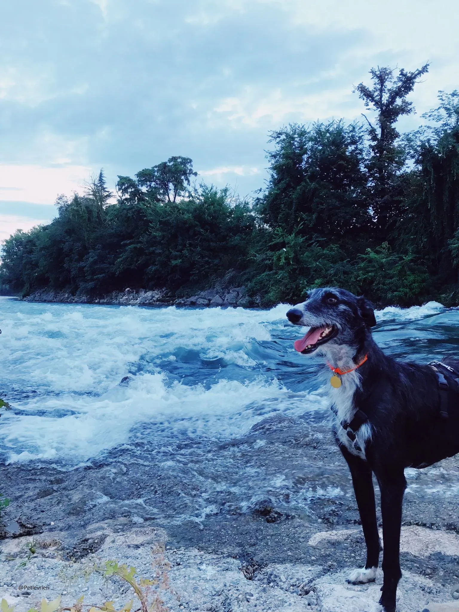 Black Glago Deerhound Foster Italia Adozione 1