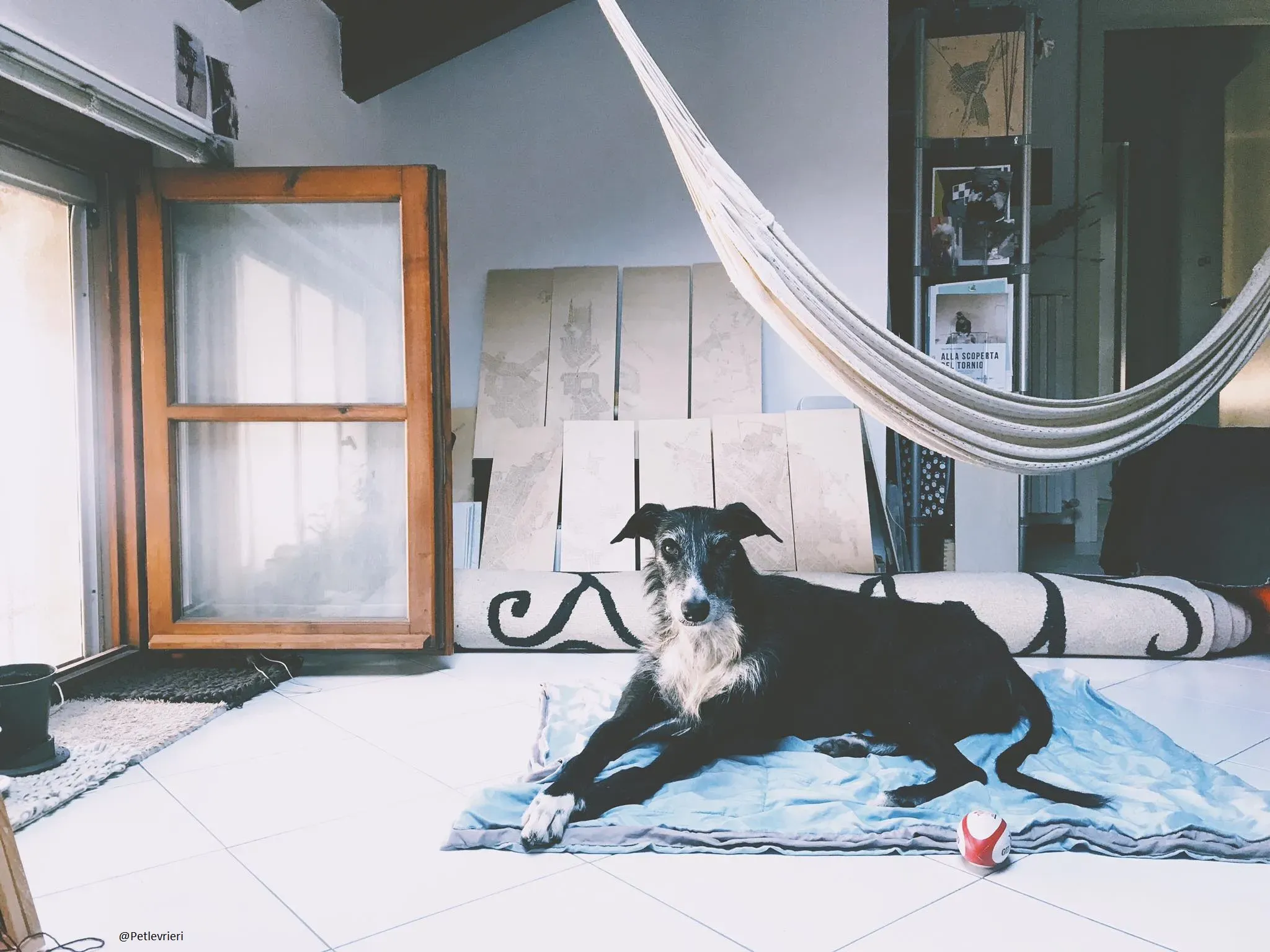 Black Glago Deerhound Foster Italia Adozione 2