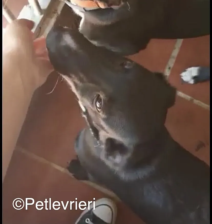 Black adozione levrieri galgo 01