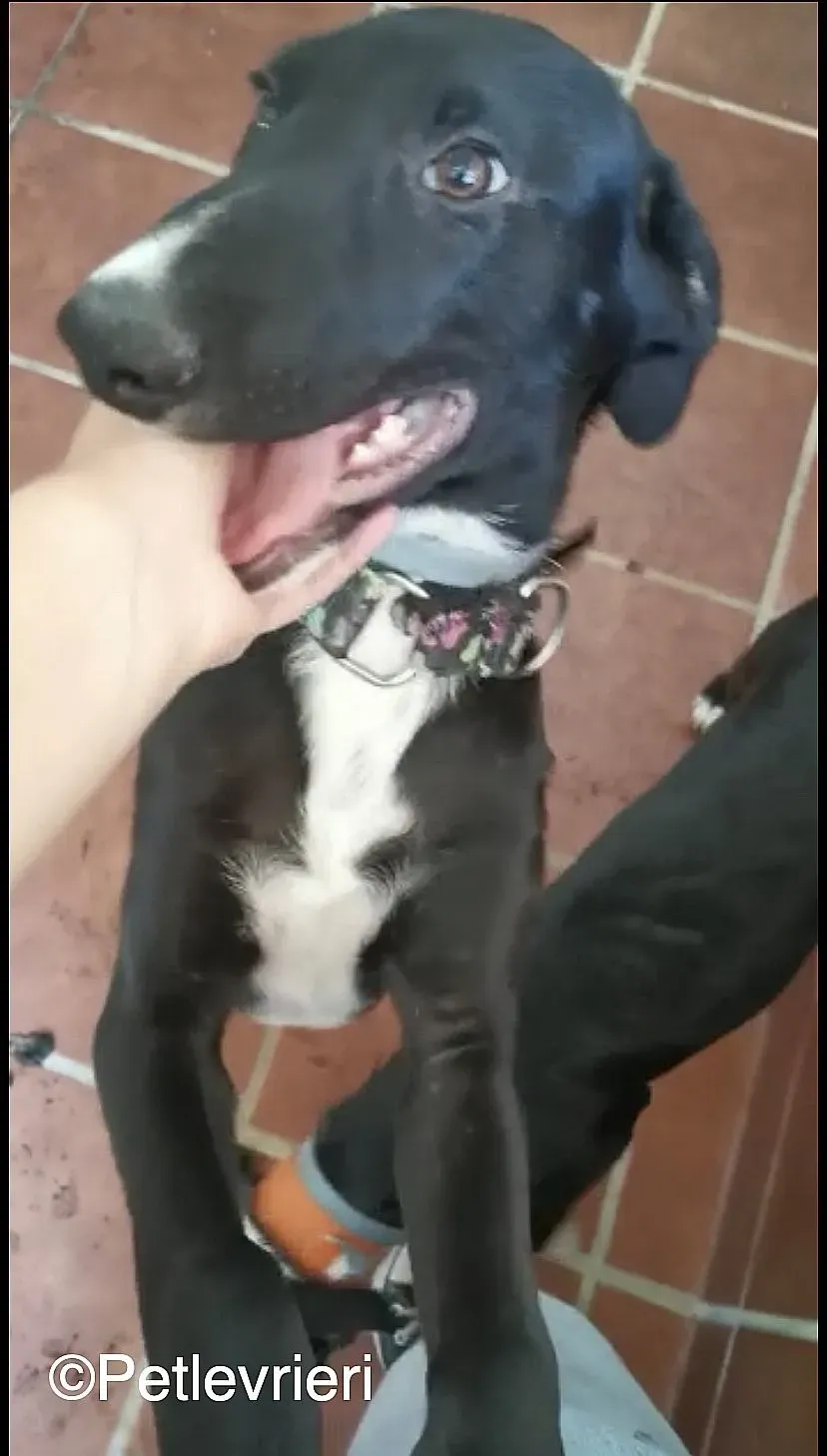 Black adozione levrieri galgo 02