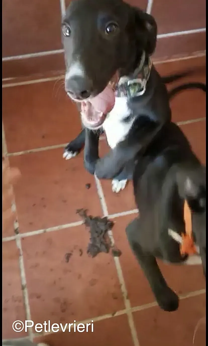 Black adozione levrieri galgo 03