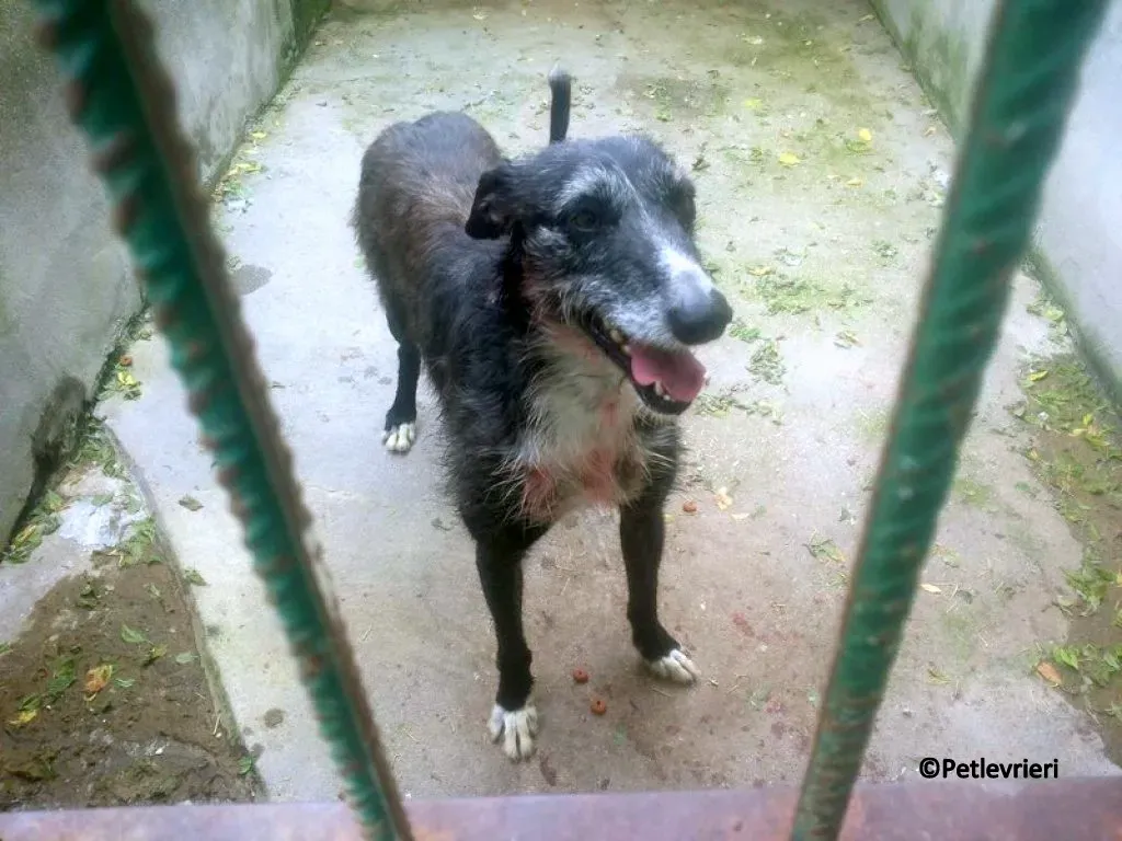 Black adozione levrieri galgo 05