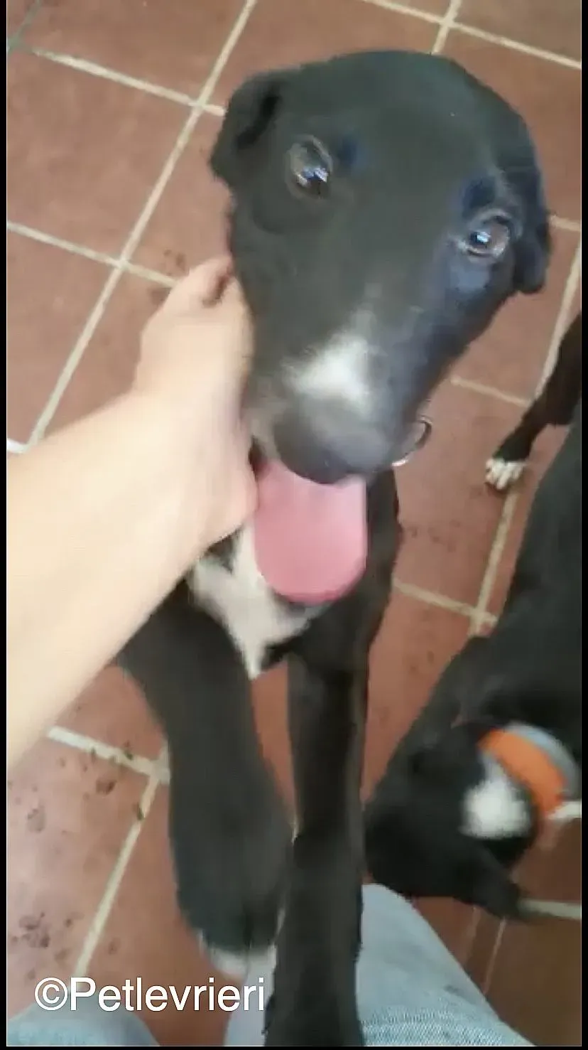 Black adozione levrieri galgo 04