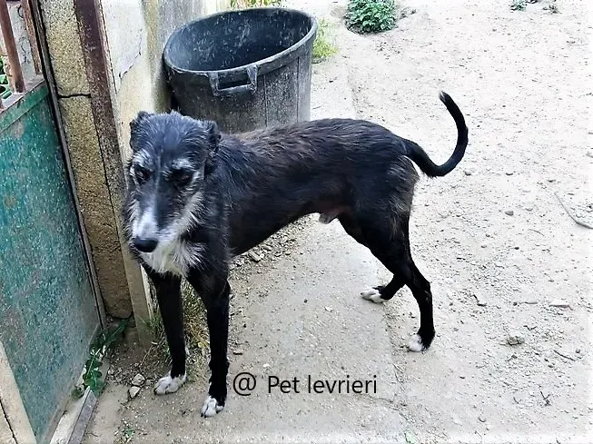 Black galgo adozione pet levrieri onlus .jpg 11. jpg