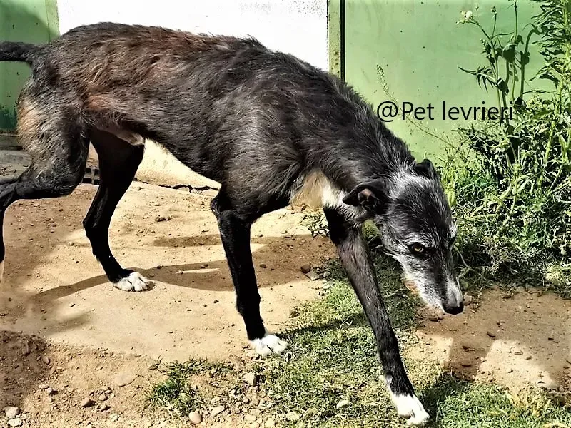 Black galgo adozione pet levrieri onlus .jpg 9