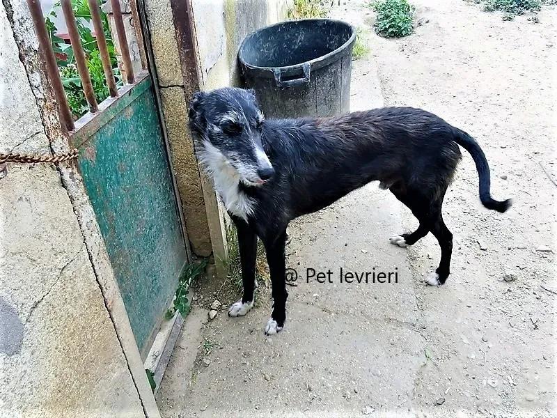 Black galgo adozione pet levrieri onlus 1 1.jpg 10. jpg 1