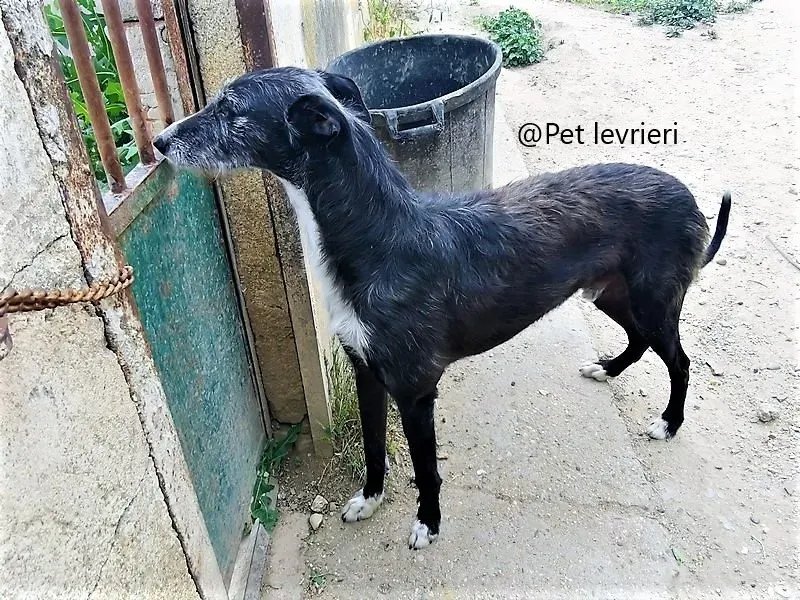 Black galgo adozione pet levrieri onlus 1 1.jpg 8 1