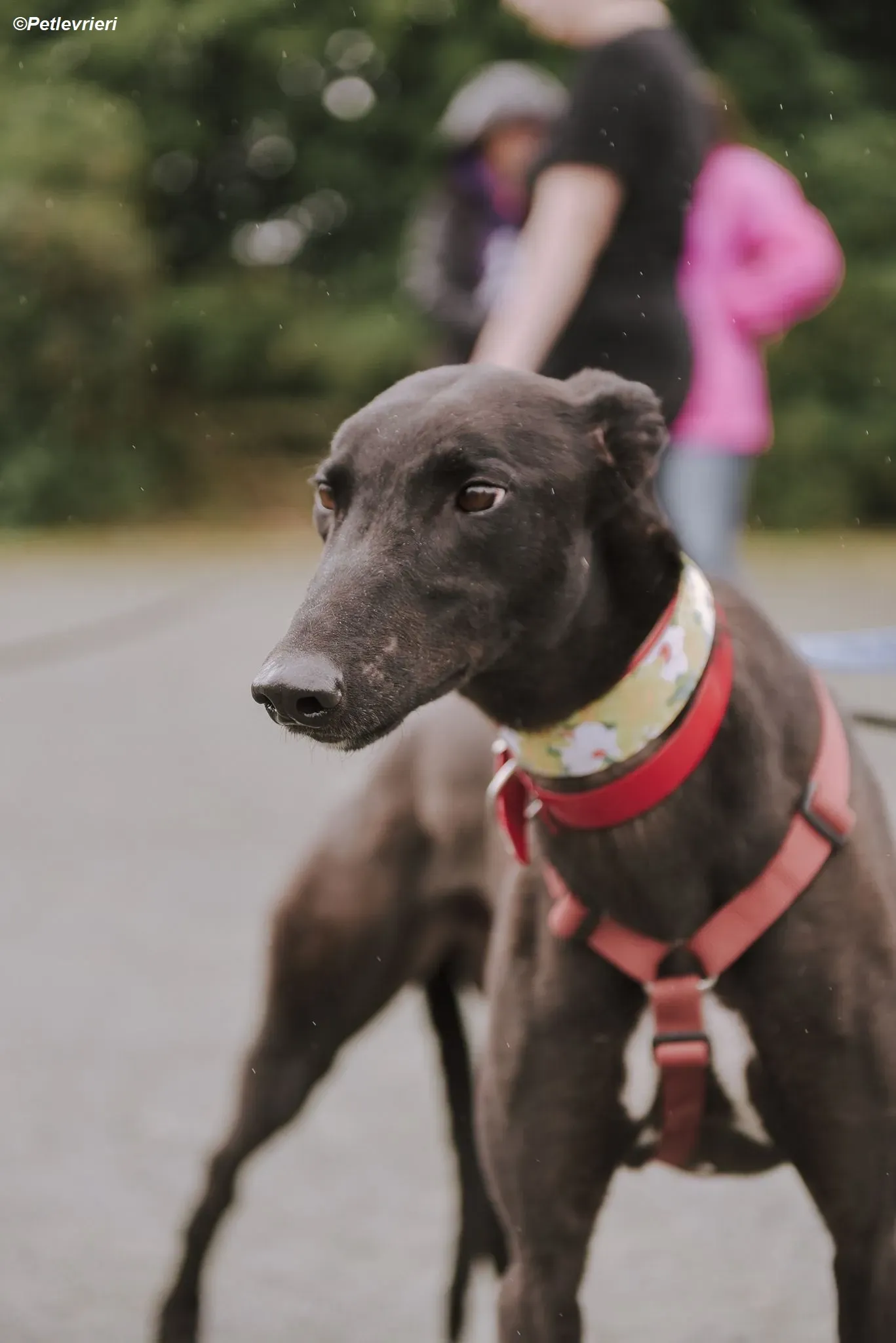 Blackie adozione levrieri greyhound 1