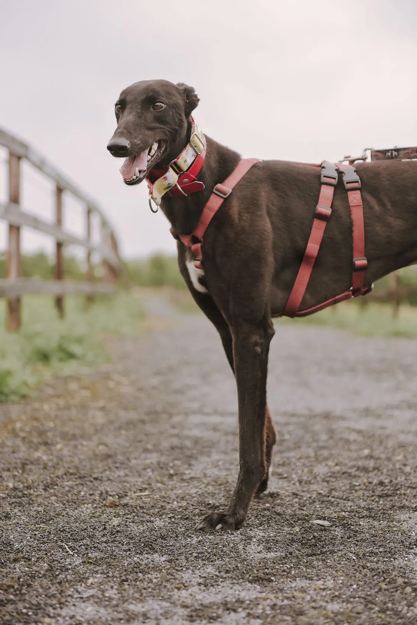 Blackie adozione levrieri greyhound 10
