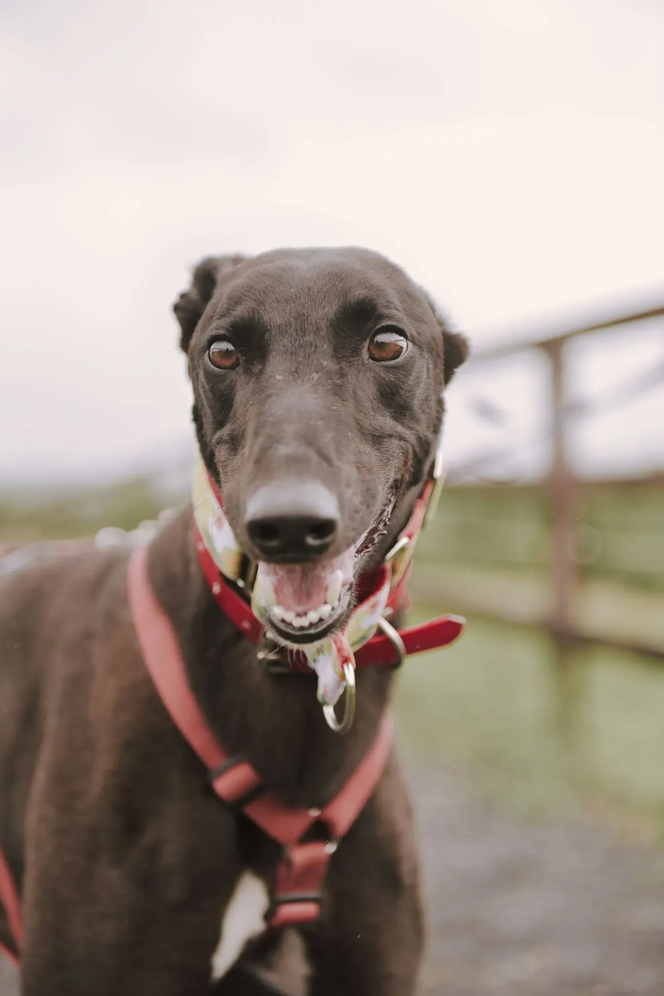 Blackie adozione levrieri greyhound 11