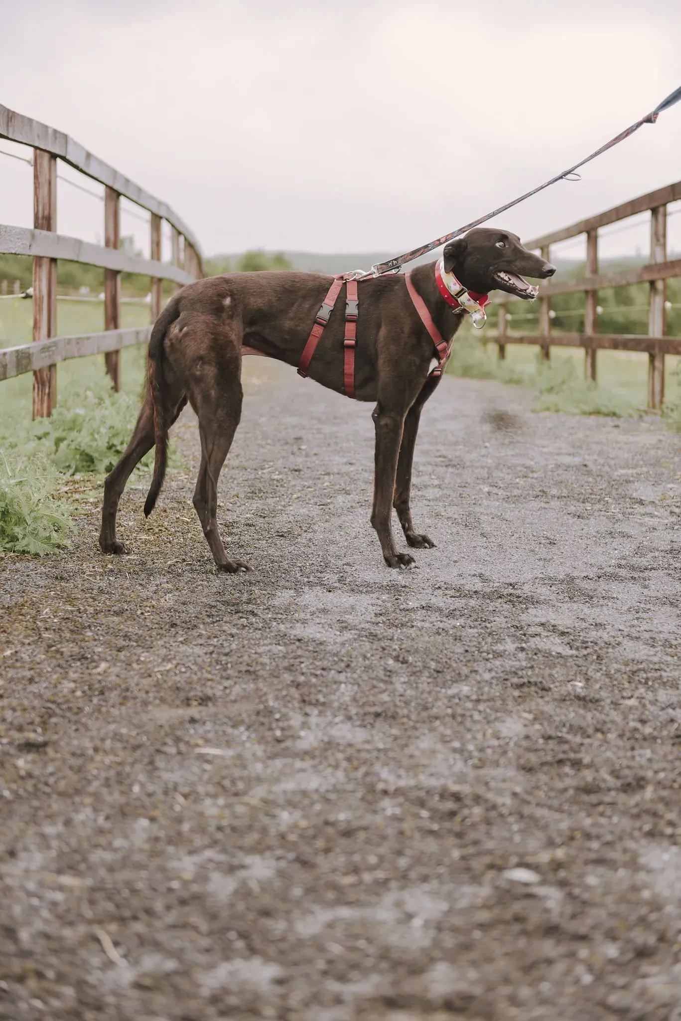Blackie adozione levrieri greyhound 12