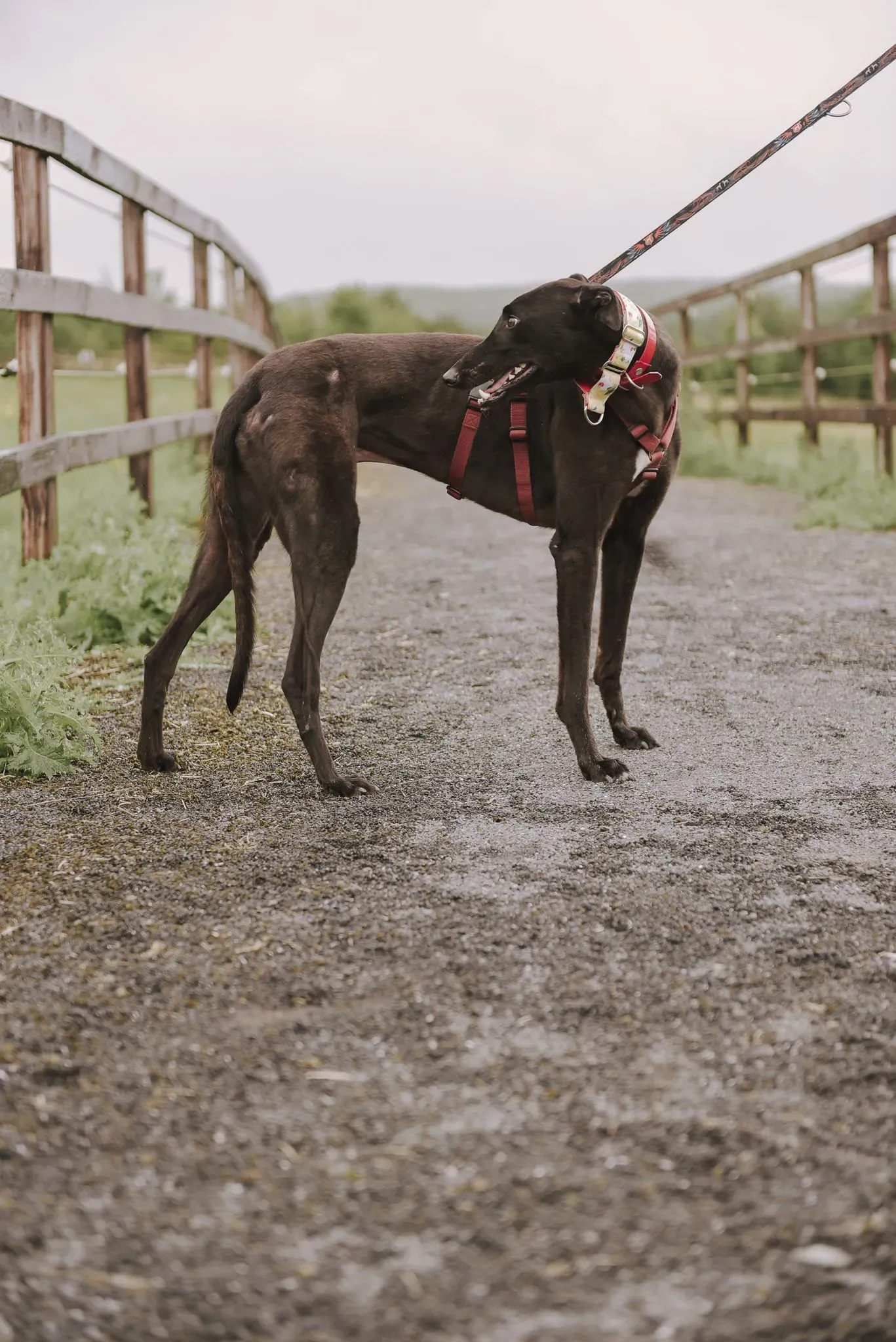 Blackie adozione levrieri greyhound 13