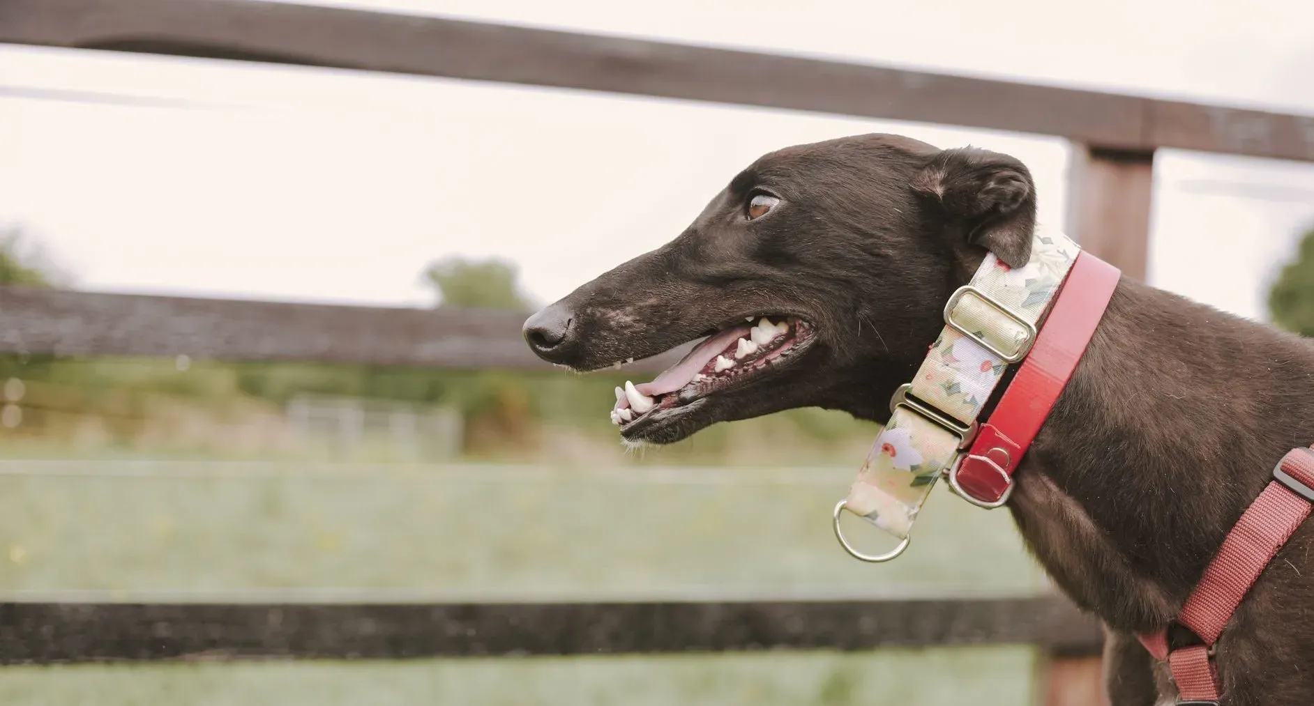 Blackie adozione levrieri greyhound 14 e1658734209283