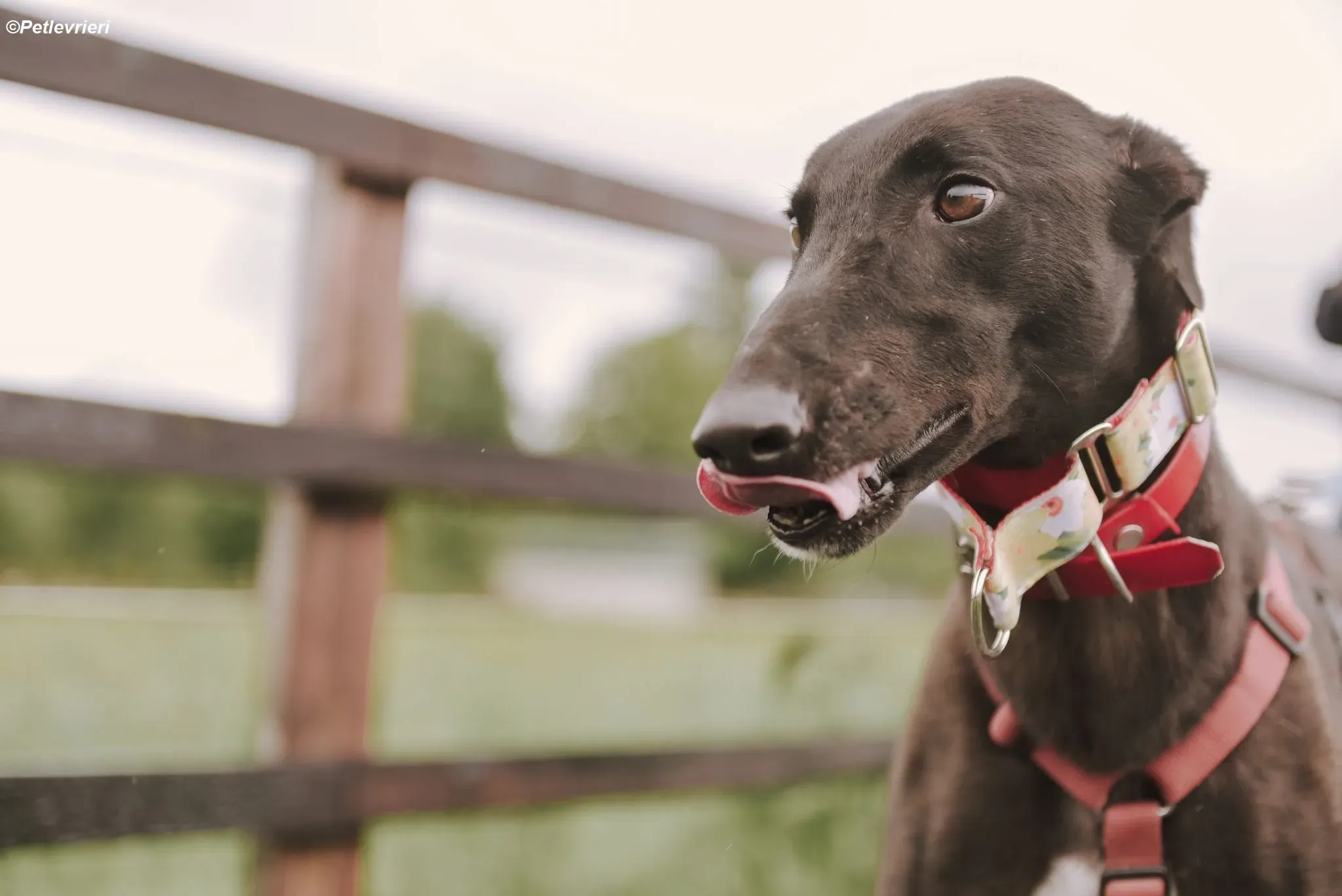 Blackie adozione levrieri greyhound 15
