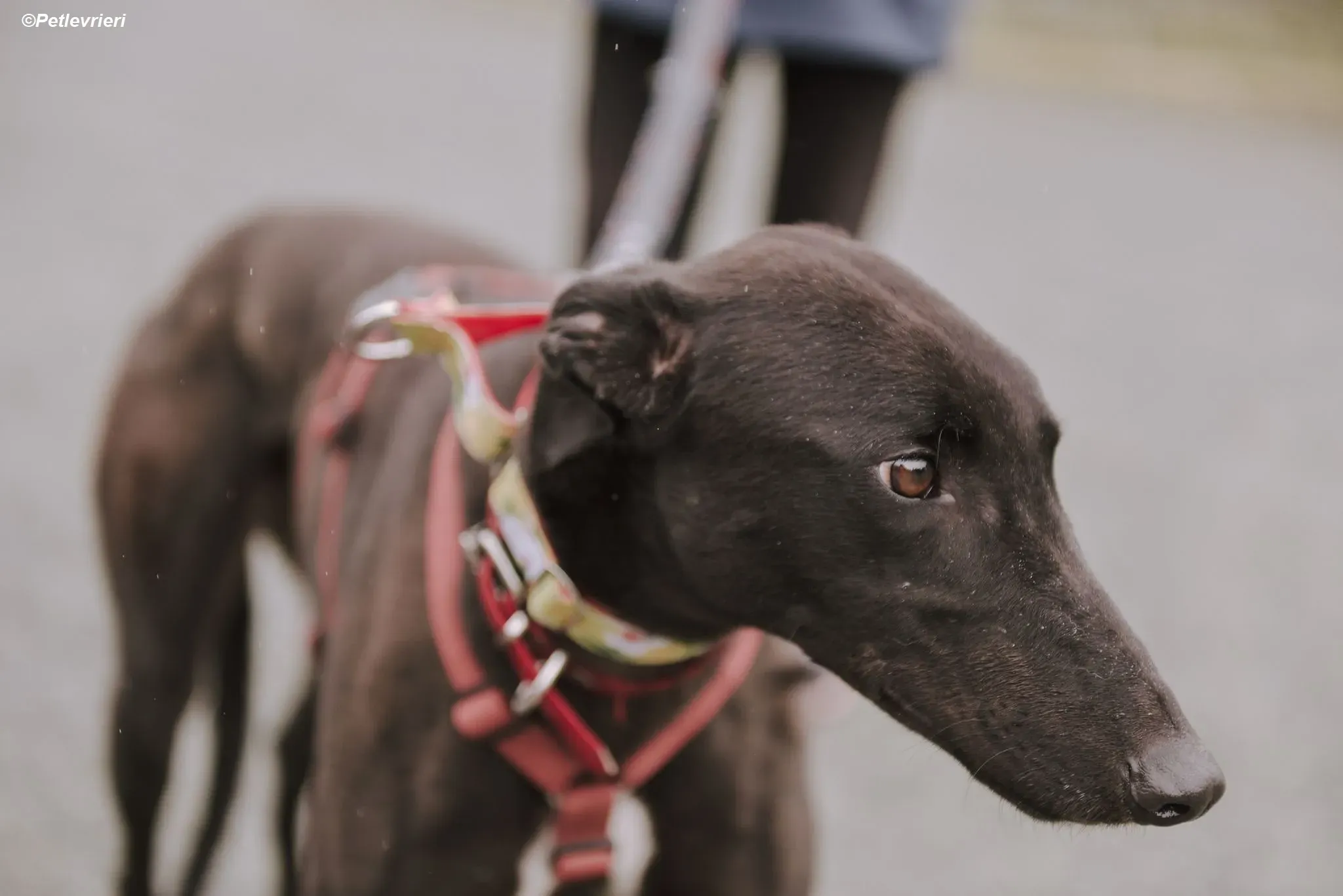 Blackie adozione levrieri greyhound 2