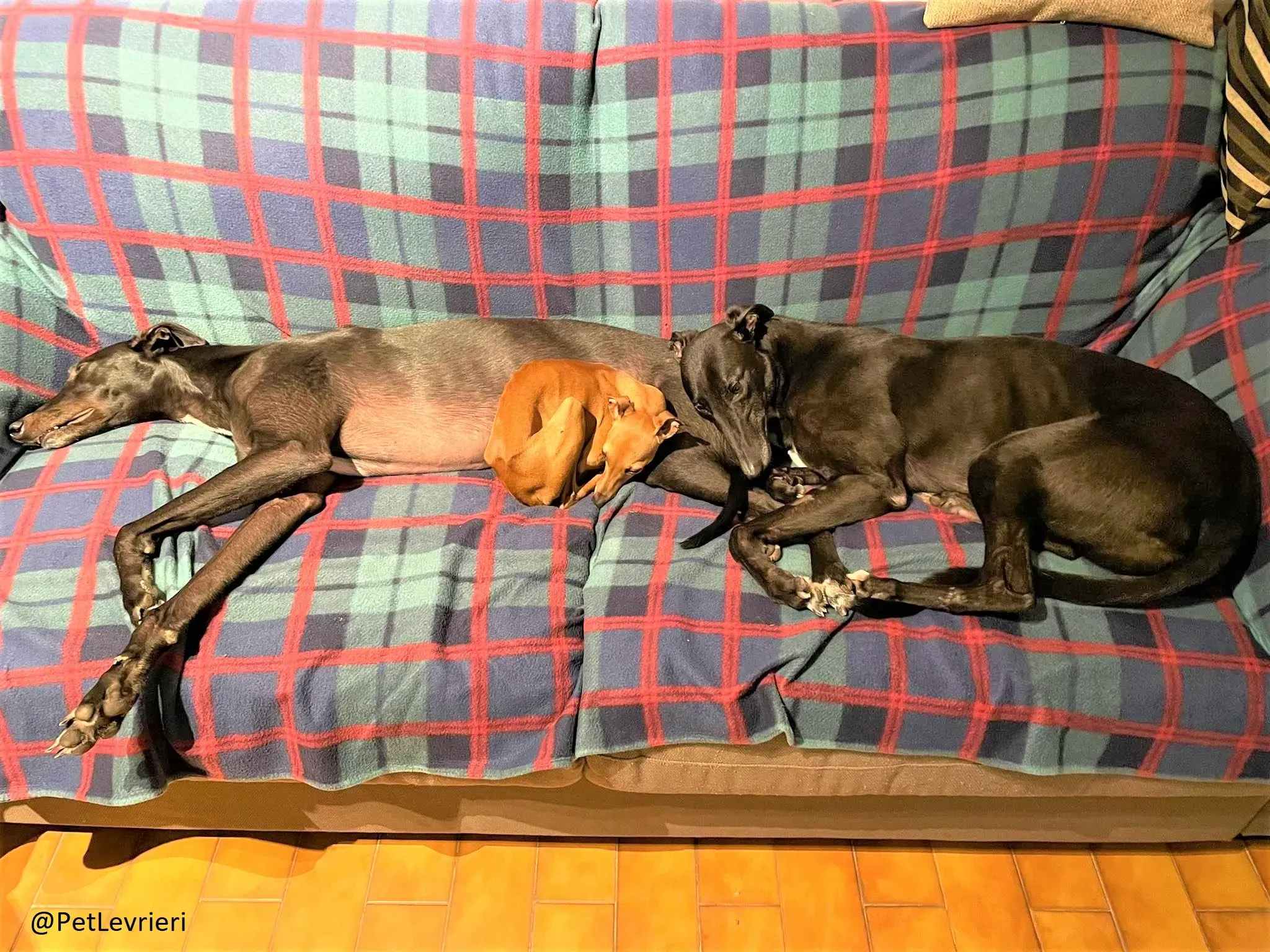 Blackie adozione levrieri greyhound 20