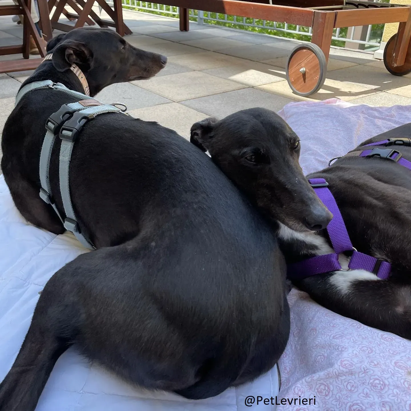 Blackie adozione levrieri greyhound 22