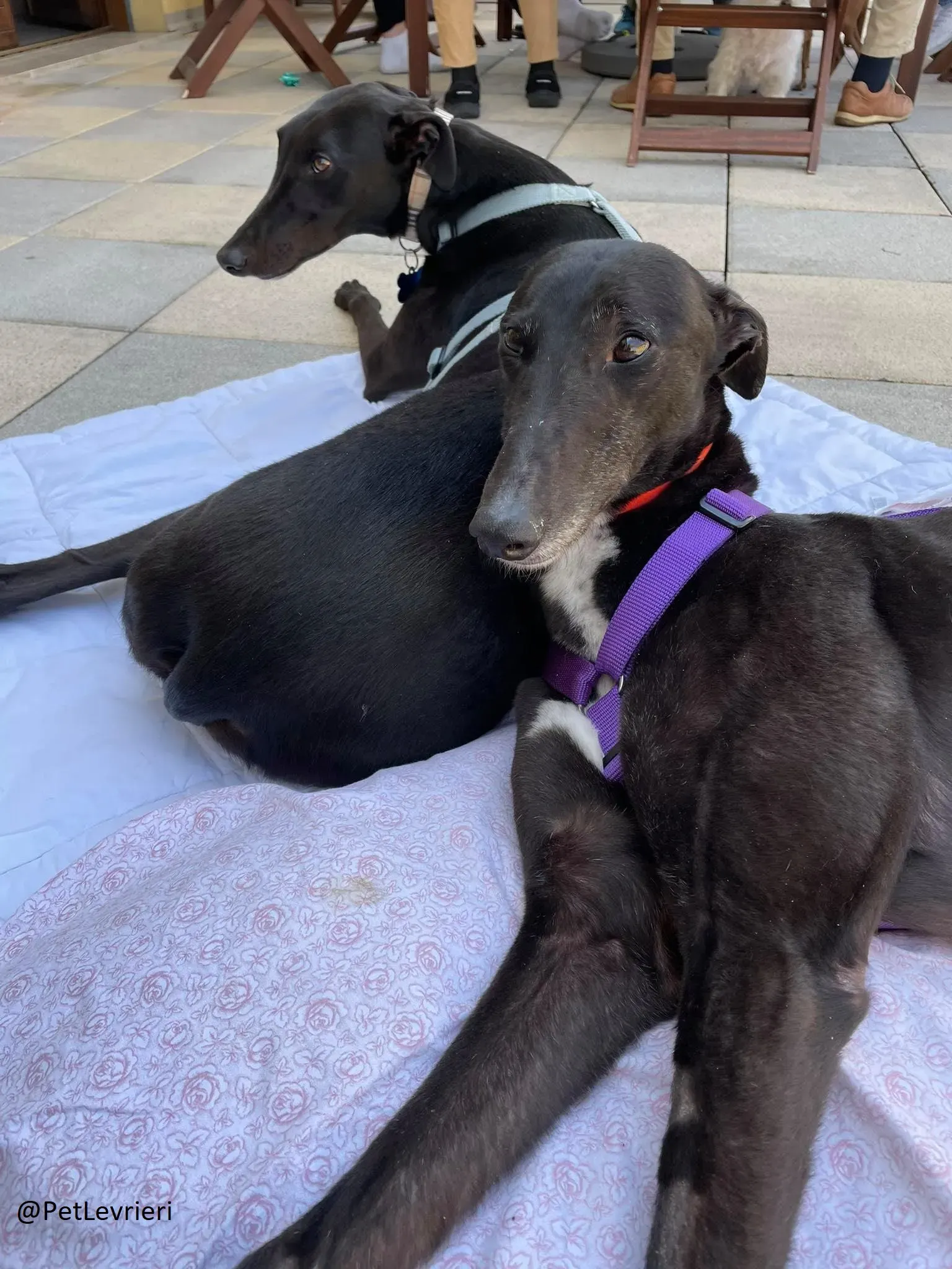 Blackie adozione levrieri greyhound 23