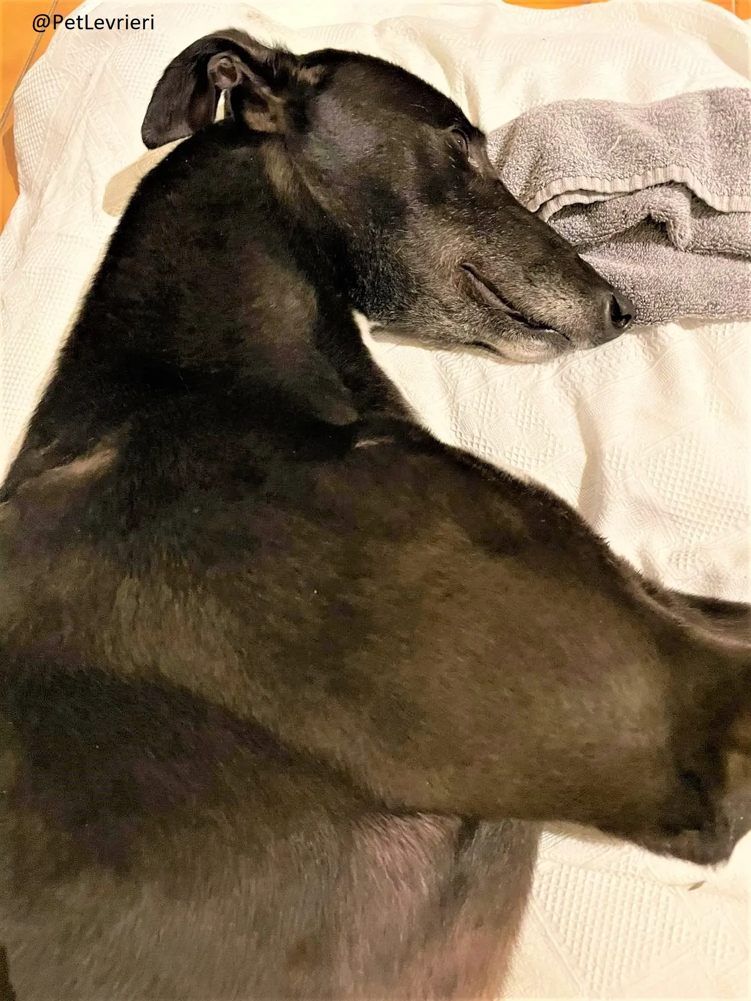 Blackie adozione levrieri greyhound 24