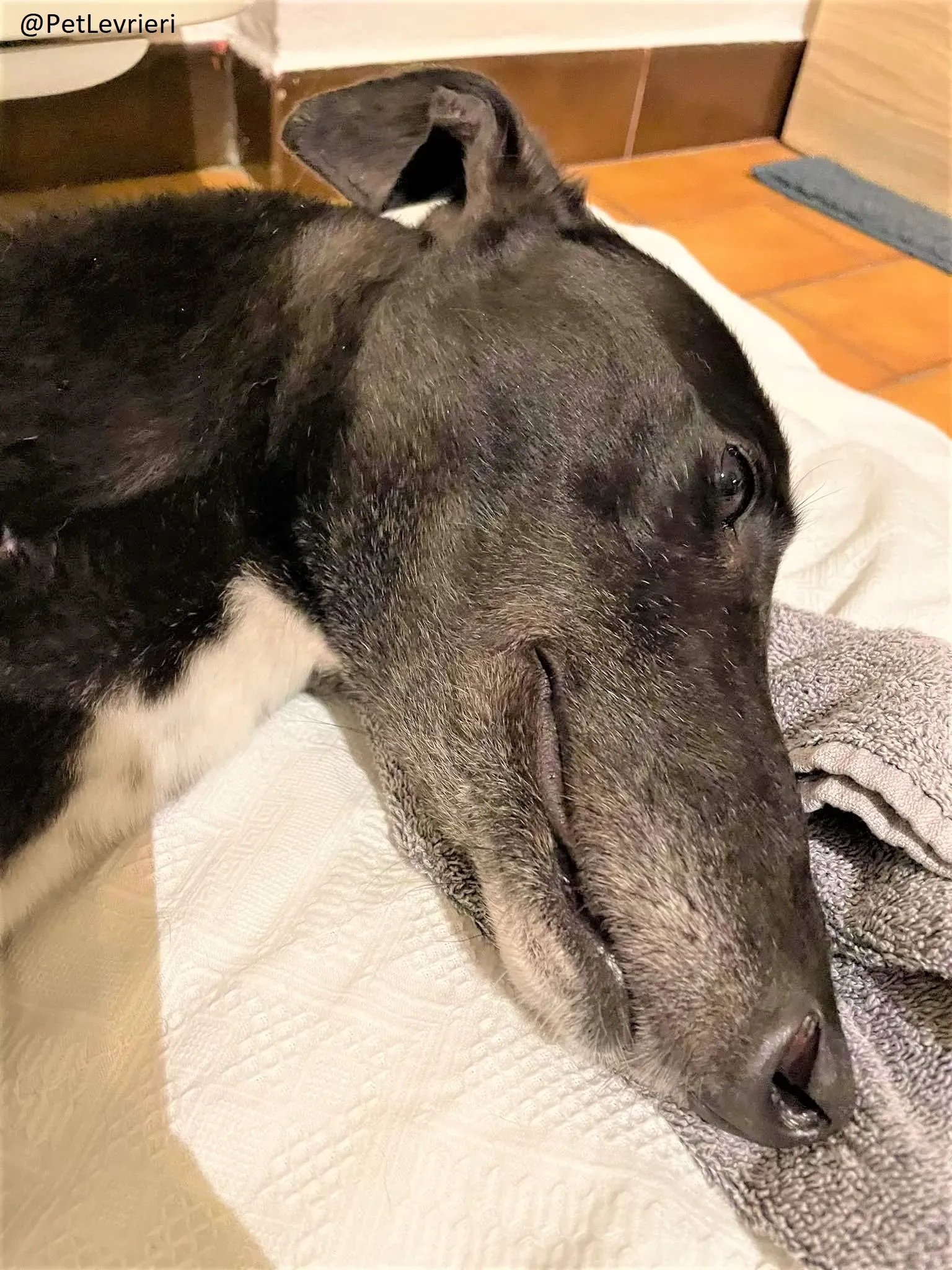 Blackie adozione levrieri greyhound 25