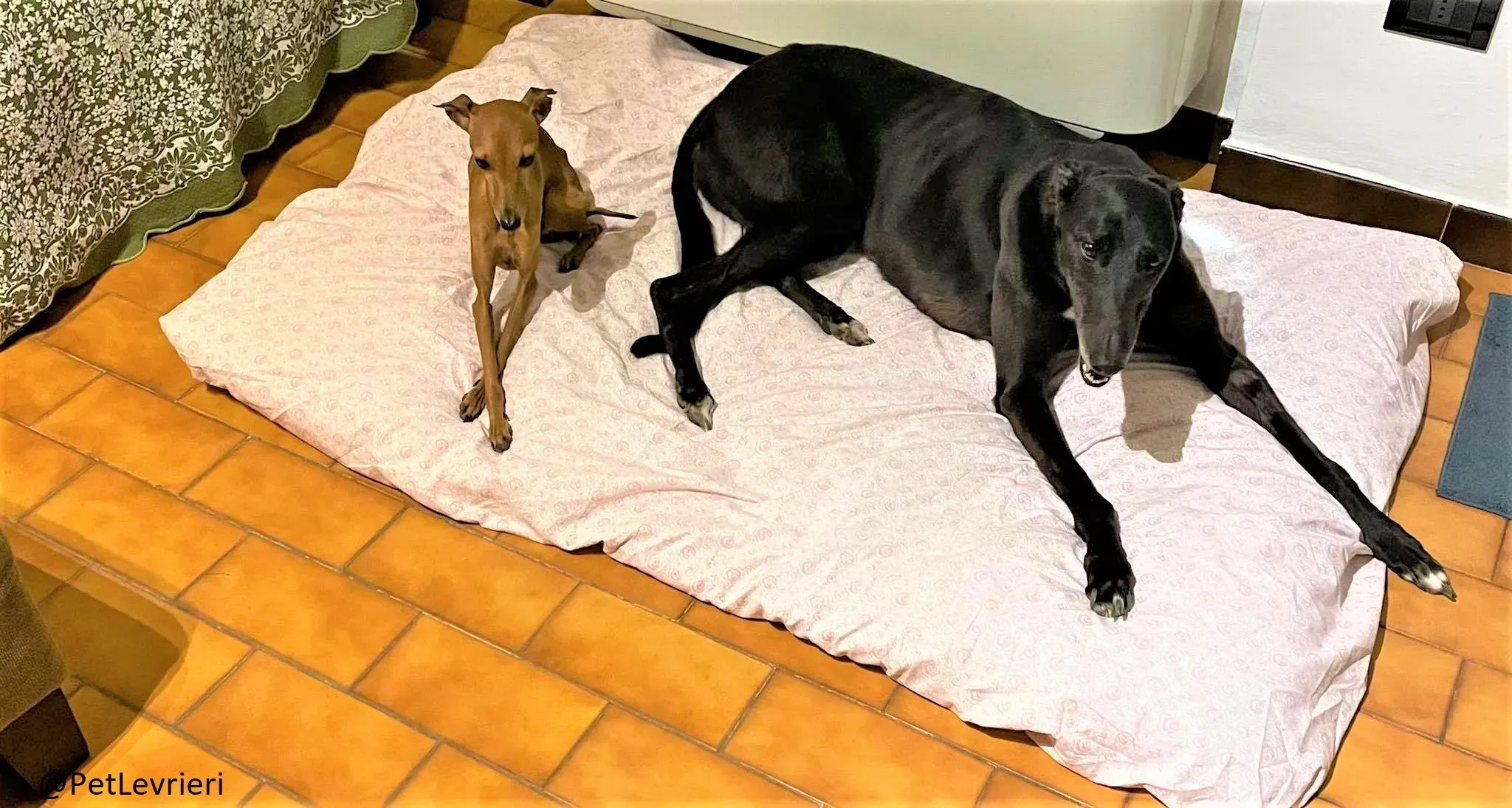 Blackie adozione levrieri greyhound 26