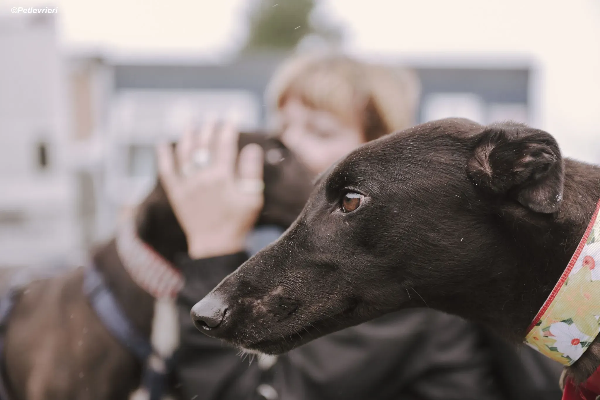 Blackie adozione levrieri greyhound 3