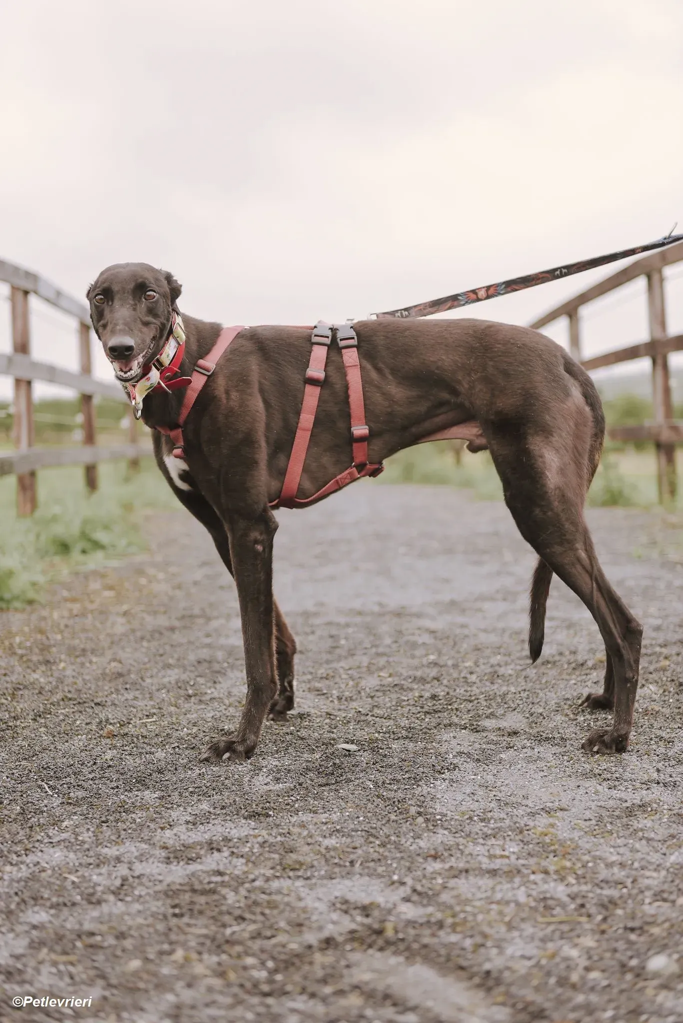 Blackie adozione levrieri greyhound 4
